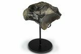 Fossil Mosasaur (Clidastes?) Vertebra w/ Metal Stand - Texas #335031-1